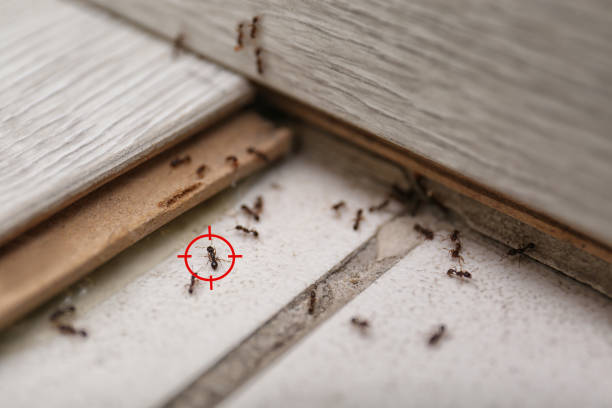 Best Pest Prevention Services  in Falmouth, KY