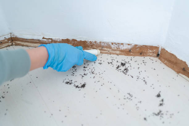 Best Affordable Pest Control Services  in Falmouth, KY